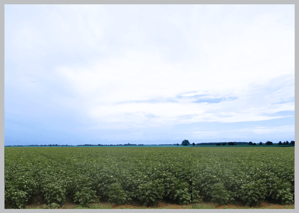 Cotton Field